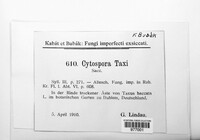 Cytospora taxi image